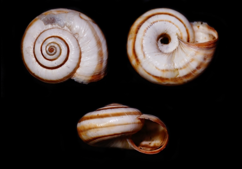 aiuto identificazione